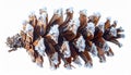 Isolated Pine Cone Covered in Snow on White Background in Sharp Focus Royalty Free Stock Photo