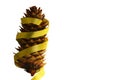 Isolated pine cone with golden ribbon and with cop Royalty Free Stock Photo