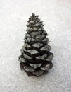 Isolated Pine Cone Tree Royalty Free Stock Photo