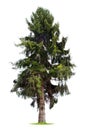 Isolated pine tree Royalty Free Stock Photo