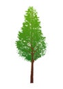 Isolated pine tree. vector logo design. natural plant Royalty Free Stock Photo