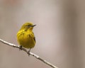 Isolated Pine Warbler