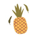 Isolated Pineapple Tropical Fruit Known For Sweet, Tangy Flavor, with Spiky, Rough Skin And Juicy, Golden-yellow Flesh Royalty Free Stock Photo