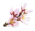 Isolated pink almond tree blossoms on a branch Royalty Free Stock Photo