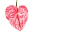 Isolated pink anthurium flower, copy space Royalty Free Stock Photo