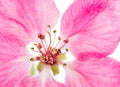 Isolated pink blossom of an apple tree Royalty Free Stock Photo