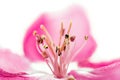 Isolated pink blossom of an apple tree Royalty Free Stock Photo