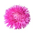 Isolated pink Callistephus chinensis flower