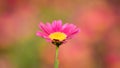 Isolated Pink cosmos flower Royalty Free Stock Photo