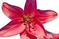 Isolated Pink Day Lily Royalty Free Stock Photo