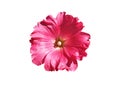 Isolated pink flower Alcea Royalty Free Stock Photo