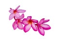 Isolated pink frangipanis or Plumeria