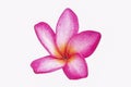 Isolated pink frangipanis or Plumeria