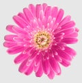 Isolated pink Gerbera Germini flower Royalty Free Stock Photo