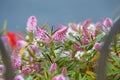 Isolated pink hebe speciosa flowers in bloom with blurred background and copy space. Botanical Name: Hebe Hebe HEDGE WITH AN EDGE