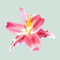 Isolated pink lily illustration, blooming flower