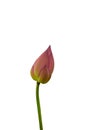 Isolated pink lotus bud