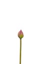 Isolated pink lotus bud
