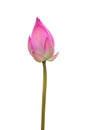 Isolated pink lotus bud Royalty Free Stock Photo