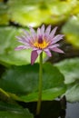 Isolated pink lotus flower is blooming on the green leaves in a pond