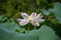 isolated pink lotus flower fully blossoms in the pond Royalty Free Stock Photo