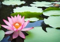 Isolated pink lotus flower on a lake in Thailand.