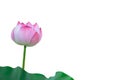 Isolated pink lotus and Lotus leaf