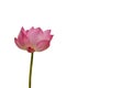 Isolated pink lotus on a white background