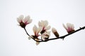 Isolated pink magnolia flower