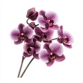An isolated pink orchid on a transparent background, produced by image Royalty Free Stock Photo