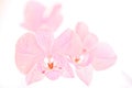 Isolated pink Orchids Royalty Free Stock Photo
