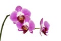 Isolated pink orchids Royalty Free Stock Photo