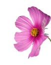 Isolated pink/purple cosmo on white