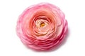 Isolated Pink Ranunculus Asiaticus on White, Persian Buttercup on White Background, generative AI
