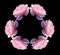 Isolated pink rose flowers kaleidoscope Royalty Free Stock Photo