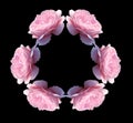 Isolated pink rose flowers kaleidoscope