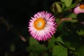 Isolated Pink Straw Flower agains a blurred Garden Background Royalty Free Stock Photo