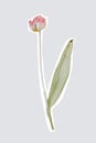 Isolated pink tulip flower. Cut photo element Royalty Free Stock Photo