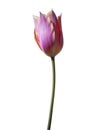 Isolated pink tulip flower on a white background Royalty Free Stock Photo