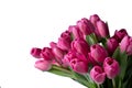 Isolated pink tulip flowers on white background Royalty Free Stock Photo