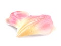 Isolated pink tulip petals on white background. Royalty Free Stock Photo