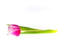 Isolated pink tulip Royalty Free Stock Photo