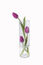 Isolated pink tulips flower in a vase on white background Royalty Free Stock Photo
