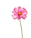 Isolated pink-and-white cosmos flower with pedicel Royalty Free Stock Photo