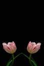 Pink white tulip blossom pair minimalistic macro on black background,with stem and green leaves Royalty Free Stock Photo