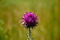 Isolated Pink wild thisle flower with blurred green background