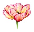 Isolated pink and yellow watercolor tulip with petals with ragged edges Royalty Free Stock Photo