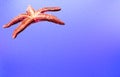 Isolated Pisaster ochraceus on blue textured background. Generally known as the purple sea star, ochre sea star, or ochr