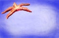 Isolated Pisaster ochraceus on blue textured background. Generally known as the purple sea star, ochre sea star, or ochr