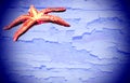 Isolated Pisaster ochraceus on blue textured background. Generally known as the purple sea star, ochre sea star, or ochr